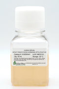 Human Serum, Intact Parathyroid Hormone (iPTH) Positive